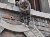 BEL_0111-Cat-on-balcony